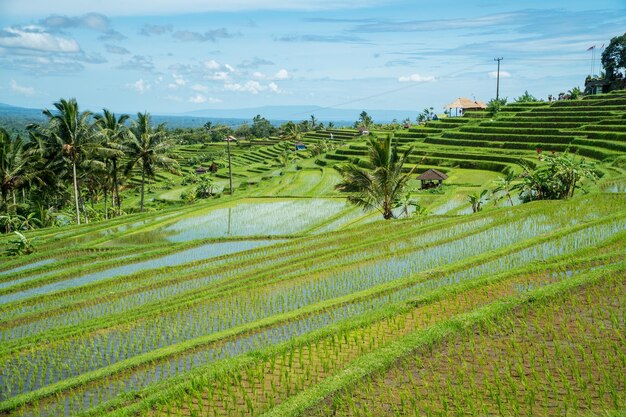 Krajobraz tarasów ryżowych Jatiluwih na Bali w Indonezji