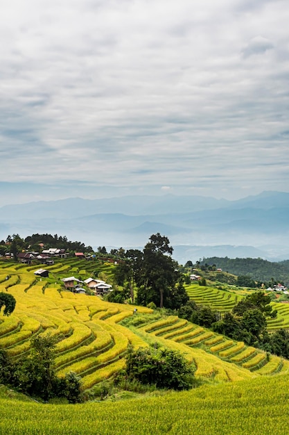 krajobraz tarasu ryżowego w Ban pa bong piang w Chiang mai w Tajlandii