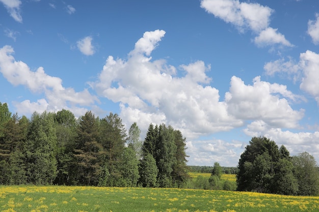 Zdjęcie krajobraz to lato. zielone drzewa i trawa w krajobrazie wsi. letni dzień natury. liście na krzakach.