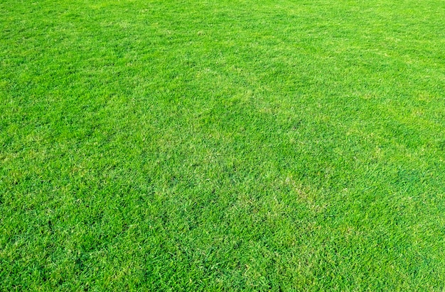 Krajobraz trawy pole w zielonym jawnym parku używa jako naturalny tło.