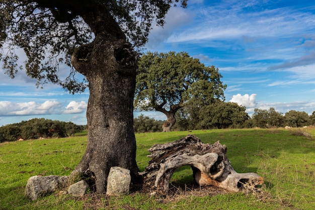 Krajobraz w dehesa de Arroyo de Luz. Extremadura. Hiszpania.