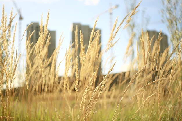 krajobraz w jesiennym parku / koncepcja natura sezonowy krajobraz sezon, jesień, las, drzewa babie lato