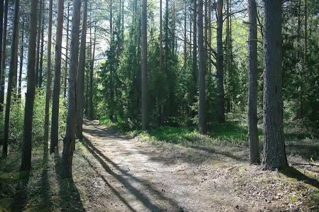 krajobraz w lecie las / zielone drzewa letni widok, wędrówki po lesie, słoneczny dzień