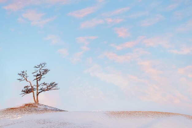 Krajobraz w minimalistycznym stylu Samotne drzewo na tle delikatnych różowych chmur o poranku Pastelowe kolory