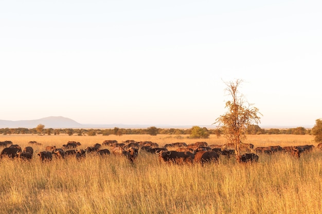 Krajobraz W Sawannie. Duże Stado Afrykańskich Bawołów W Serengeti. Tanzania