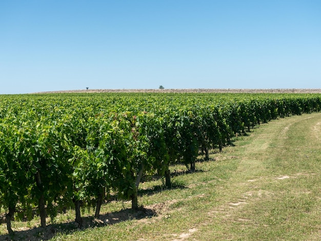 Krajobraz Winnic W Pobliżu Regionu Saint Emilion Bordeaux Francja