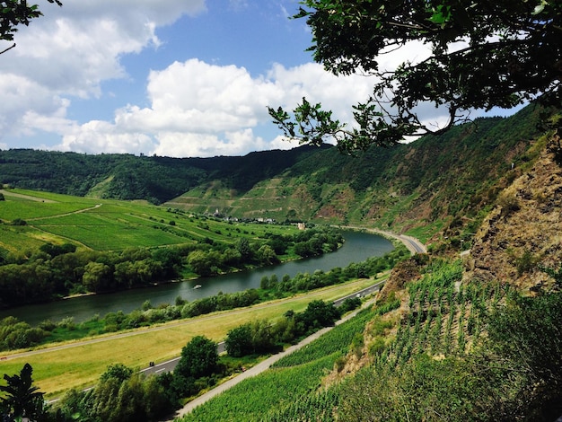 Zdjęcie krajobraz winnicy na wzgórzu