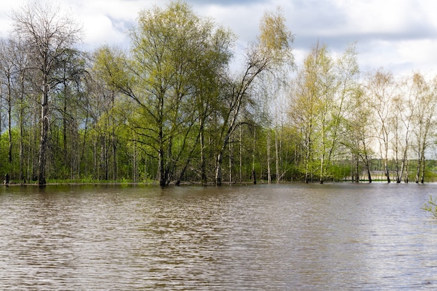 Krajobraz - wiosenny gaj drzew zalewanych podczas wysokiej wody