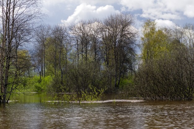 Krajobraz - wiosenny gaj drzew zalewanych podczas wysokiej wody