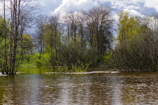 Krajobraz - wiosenny gaj drzew zalewanych podczas wysokiej wody