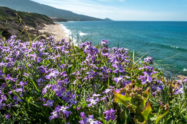 Krajobraz wybrzeża Sardynii na wiosnę