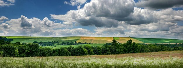 Krajobraz z białymi stokrotkami borderhilly polami i lasem