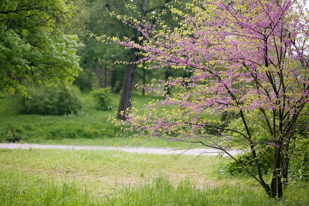 Zdjęcie krajobraz z drzewem redbud