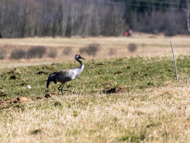 Zdjęcie krajobraz z dźwigiem na polu zbożowym podczas migracji ptaków wczesną wiosną