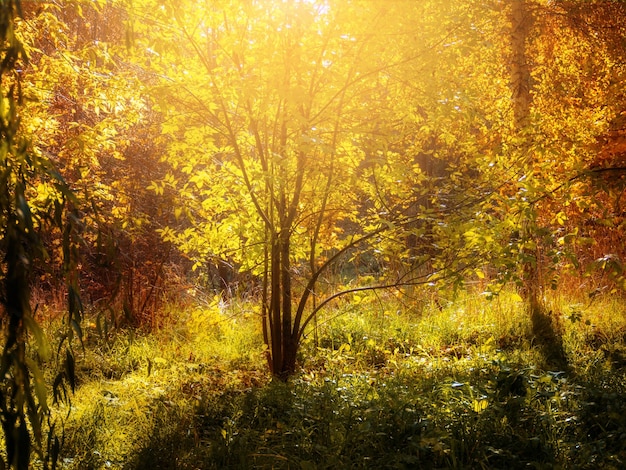 Krajobraz z jesiennymi drzewami w słońcu