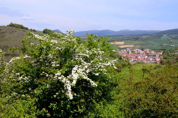 Krajobraz z miastem Salinas de Anana i gąsienicą Crataegus monogyna