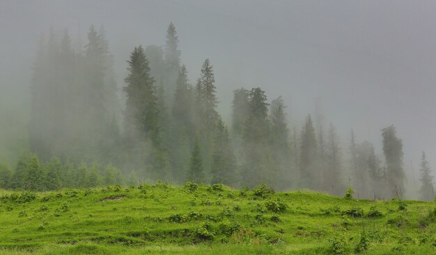 krajobraz z mistycznymi wzgórzami mgły