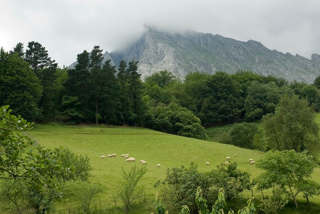 Krajobraz z owcami pod Mount Anboto. Park Przyrody Urkiola