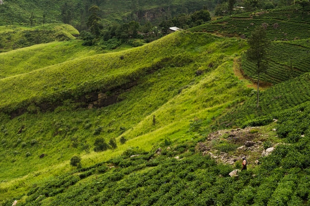 Zdjęcie krajobraz z plantacjami herbaty w highlands, sri lanka.