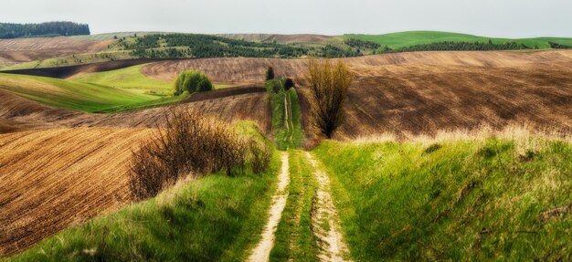 Krajobraz z polami i wzgórzami