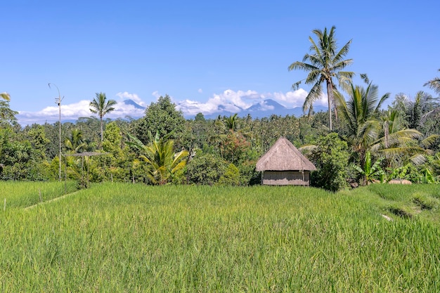 Krajobraz z polami ryżowymi dom ze słomy i palmą w słoneczny dzień na wyspie Bali Indonezja Koncepcja natury i podróży