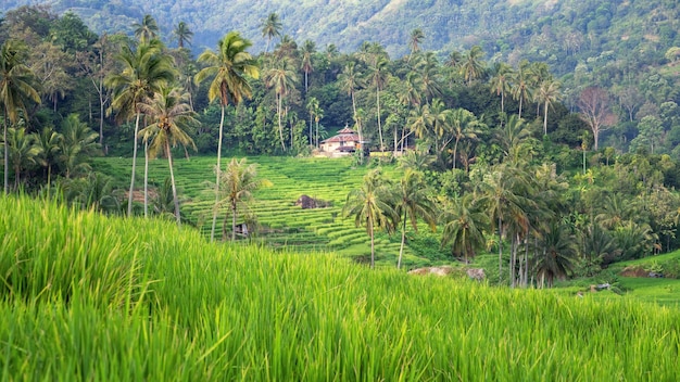 krajobraz z polem ryżowym