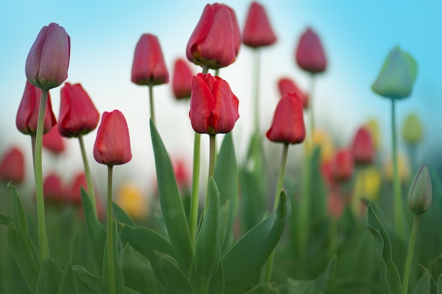 Krajobraz z polem tulipanów Pole tulipanów na wiosnę Czerwony kolor tulipanów Fioletowe kwiaty tulipanów w ogrodzie