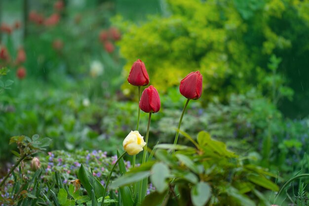 Krajobraz z polem tulipanów Wielokolorowe pole tulipanów Pole tulipanów wiosną Mix kolorów tulipanów Mix kwiatów tulipanów w ogrodzie