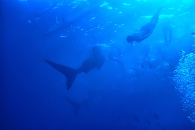krajobraz z rekinem wielorybim / abstrakcyjne podwodne duże ryby morskie, przygoda, nurkowanie, snorkeling