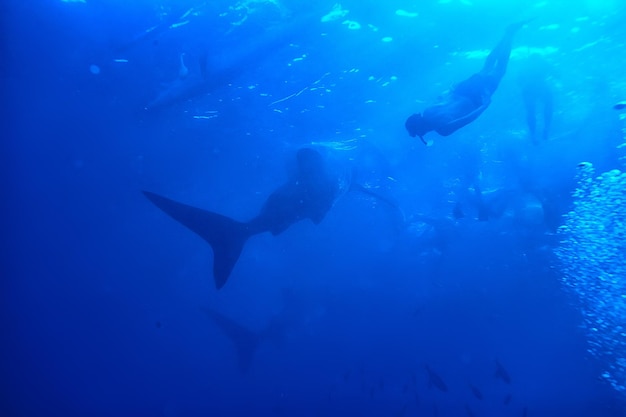 Krajobraz Z Rekinem Wielorybim / Abstrakcyjne Podwodne Duże Ryby Morskie, Przygoda, Nurkowanie, Snorkeling