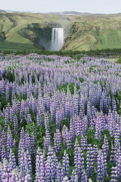 Krajobraz z wodospadem Skogafoss Islandia