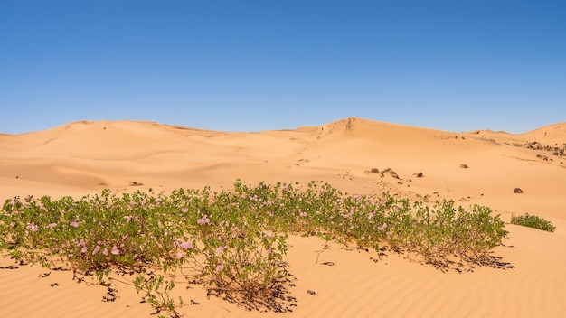 Krajobraz z wydmami piaszczystymi, pustynna flora Generative Ai