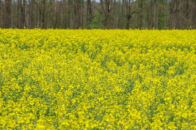 Krajobraz z żółtym polem rzepaku. Jasnożółty olej rzepakowy. Biopaliwo.