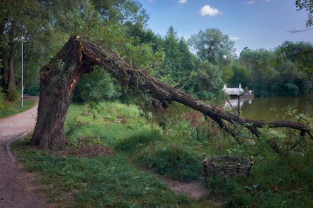 Krajobraz ze złamanym drzewem nad jeziorem i starym marmurowym mostem, nieostrość, stylizowany