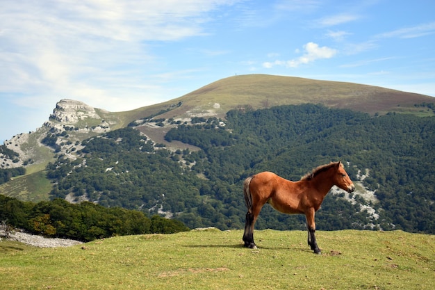 Krajobraz ze źrebakiem i górą Gorbea. Park przyrody Gorbea. Kraj Basków. Hiszpania