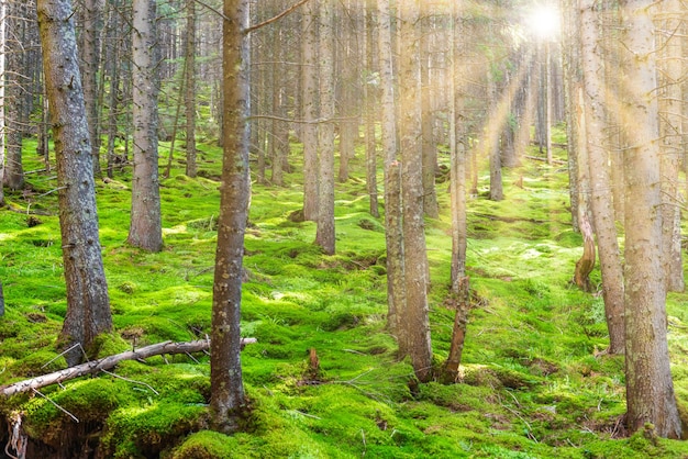 Krajobraz zielonego lasu sosnowego