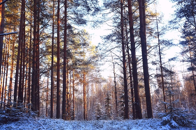 krajobraz zimowy las ponury, sezonowy krajobraz śnieg w leśnej przyrodzie