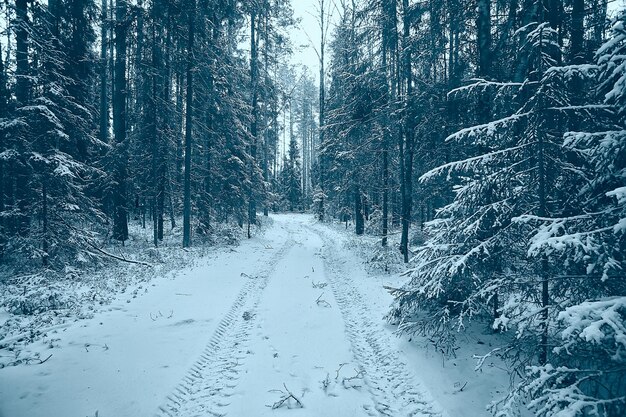 krajobraz zimowy las ponury, sezonowy krajobraz śnieg w leśnej przyrodzie