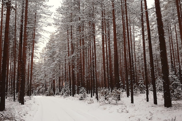 krajobraz zimowy las, sezonowy piękny widok w śnieżnym lesie grudniowa przyroda