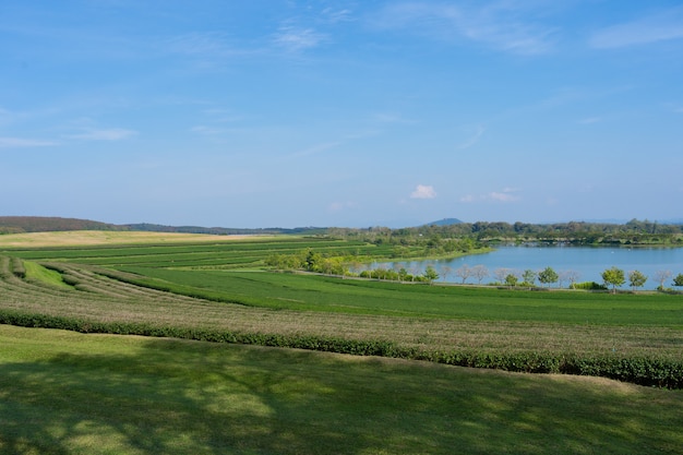 Zdjęcie krajobrazowa natura zielonej trawy pole z niebieskim niebem w singha parku przy chiang raja, thaland.