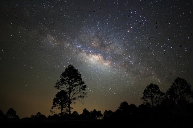 Krajobrazowa sylwetka drzewo z milky sposobu galaktyką i astronautyczny pył w wszechświacie