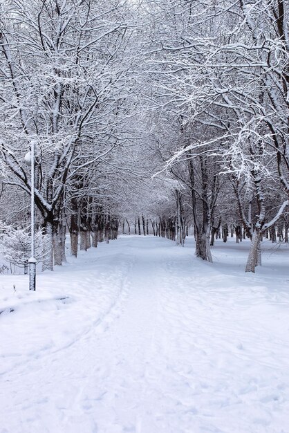 Krajobrazowy miejski park centralny w pierwszy śnieżny dzień zimy