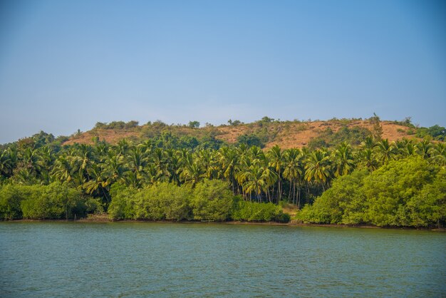 Krajobrazowy Widok Backwaters Z Palmami Kokosowymi I Lasami Namorzynowymi W Goa, Indie.