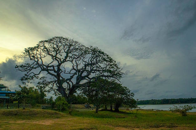Krajobrazowy widok duże drzewo z pochmurnego nieba tłem