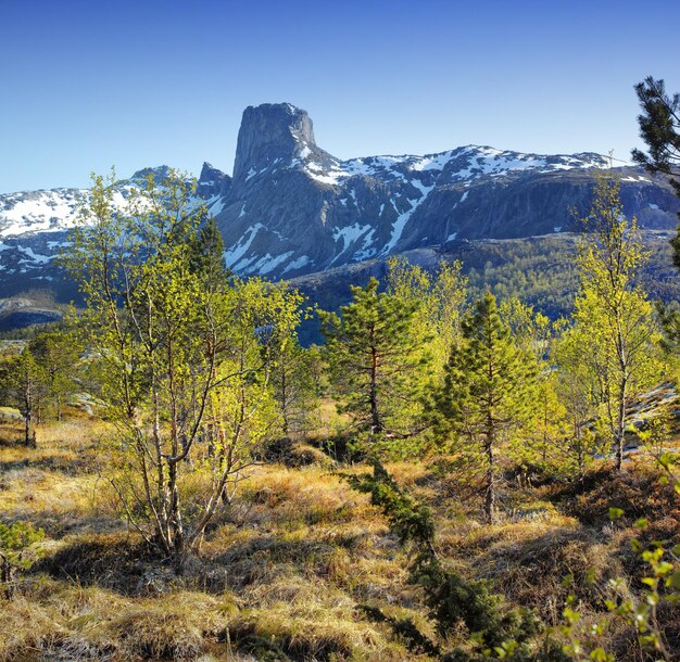 Krajobrazowy widok lasu sosnowego z górskim śniegiem, błękitnym niebem i kopią tła przestrzeni w Norwegii Wędrówki odkrywające malownicze krajobrazy rozległej przyrody z drzewami cedrowymi w zimny zimowy dzień