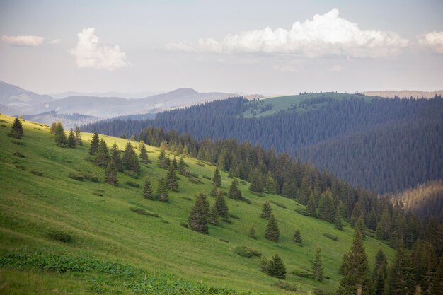 Krajobrazowy widok letniej górskiej zielonej łąki Karpaty Marmaroshchyna Maramures Ukraine