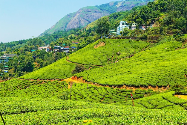 Krajobrazowy Widok Plantacji Herbaty Munnar Kerala Indiaxa