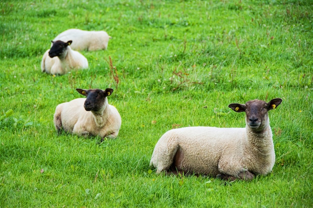 Krajobrazy Irlandii. Wypas owiec w hrabstwie Galway