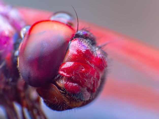 Krańcowy makro- strzał oko dragonfly w dzikim.