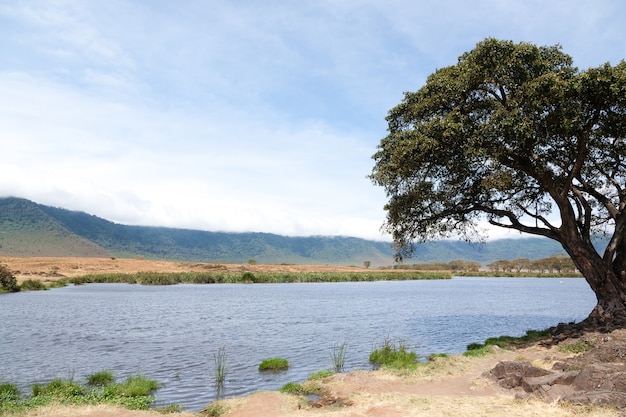 Krater Ngorongoro piękny krajobraz, Tanzania, Afryka. Panorama obszaru chronionego Ngorongoro